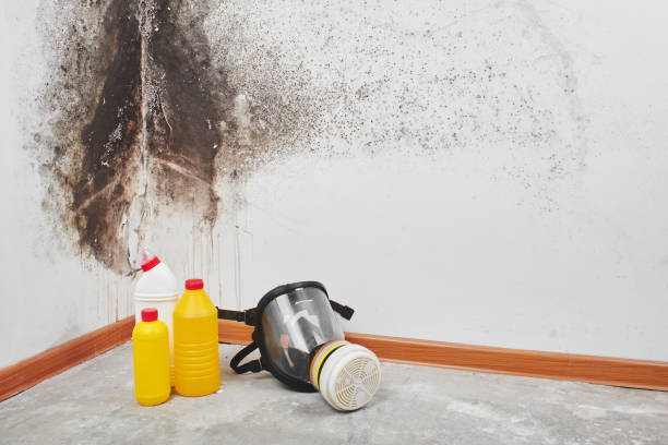 Home Mold Removal in Greenfield, CA