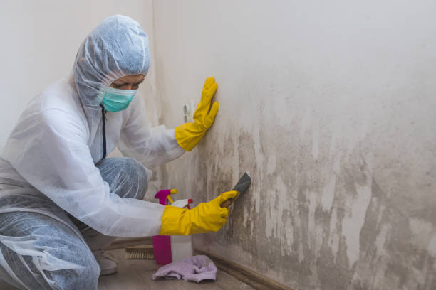 Best Mold Inspection  in Greenfield, CA