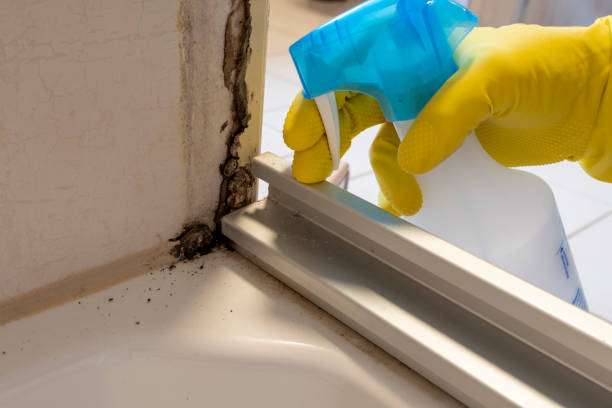 Mold Removal Process in Greenfield, CA