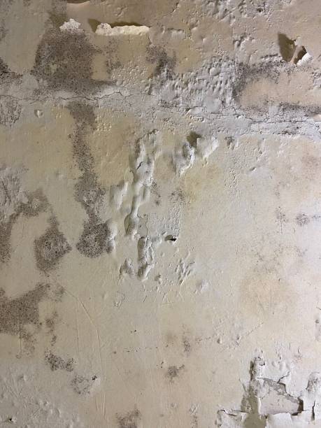 Best Mold Cleaning Services  in Greenfield, CA