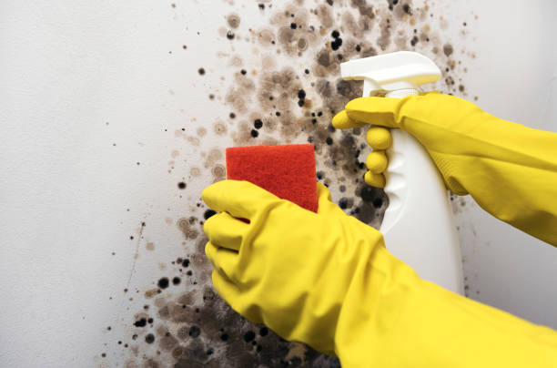 Best Local Mold Removal Service  in Greenfield, CA
