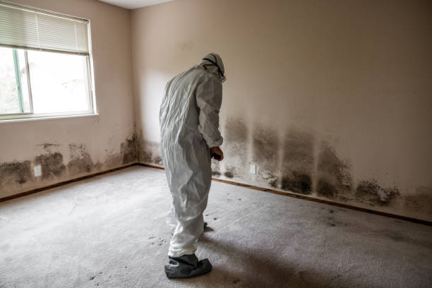 Certified Mold Removal in Greenfield, CA