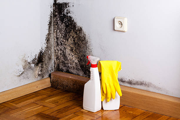 Mold Removal and Inspection in Greenfield, CA