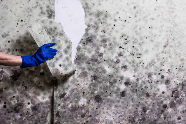 Best Mold Removal Process  in Greenfield, CA