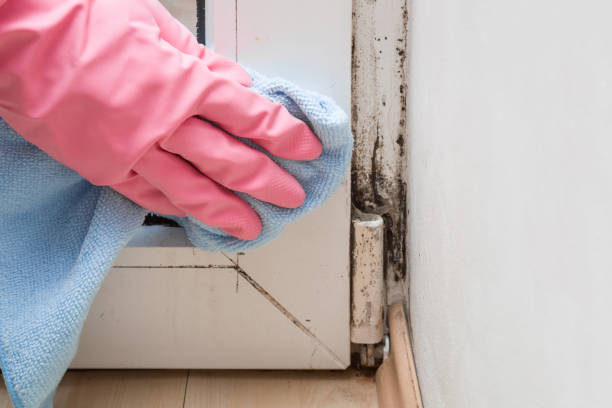 Best Commercial Mold Removal  in Greenfield, CA